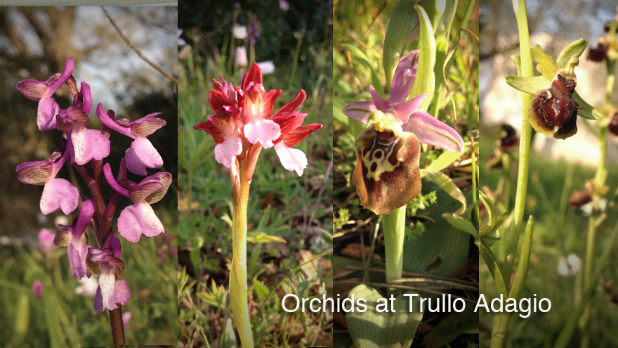 A range of wild Orchids at Trullo Adagio