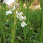 White_Orchid_1