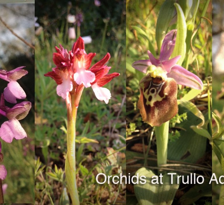 A range of wild Orchids at Trullo Adagio
